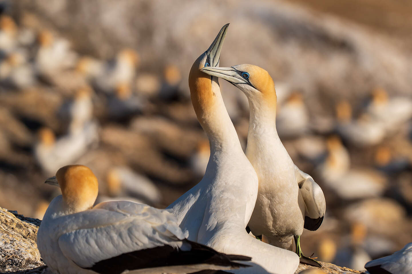 Mutual preening
