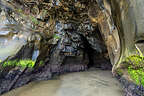 Muriwai Grotto Muriwai Grotto