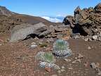 Haleakala Silverswords Haleakala Silverswords