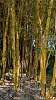 Bamboo Forest Bamboo Forest